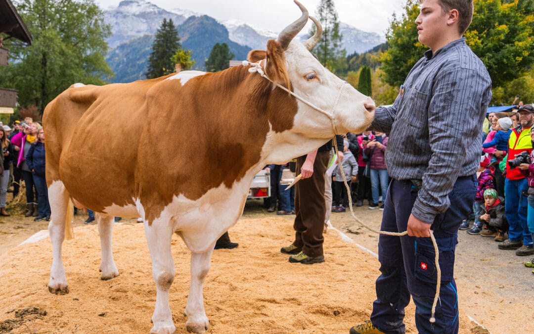 Lenk lädt zum Älplerfest